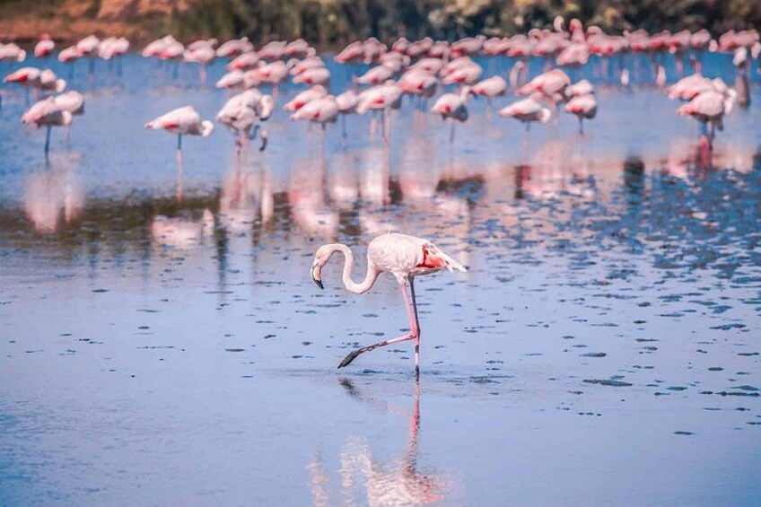 Camargue Day Trip Flamingos Wine and Dead Aquarius 3
