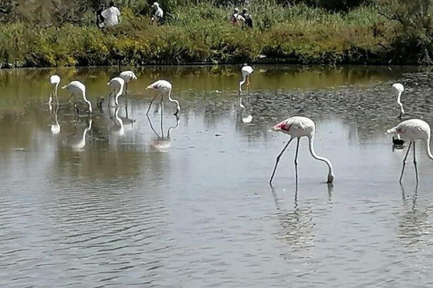 Camargue Day Trip Flamingos Wine and Dead Aquarius 2