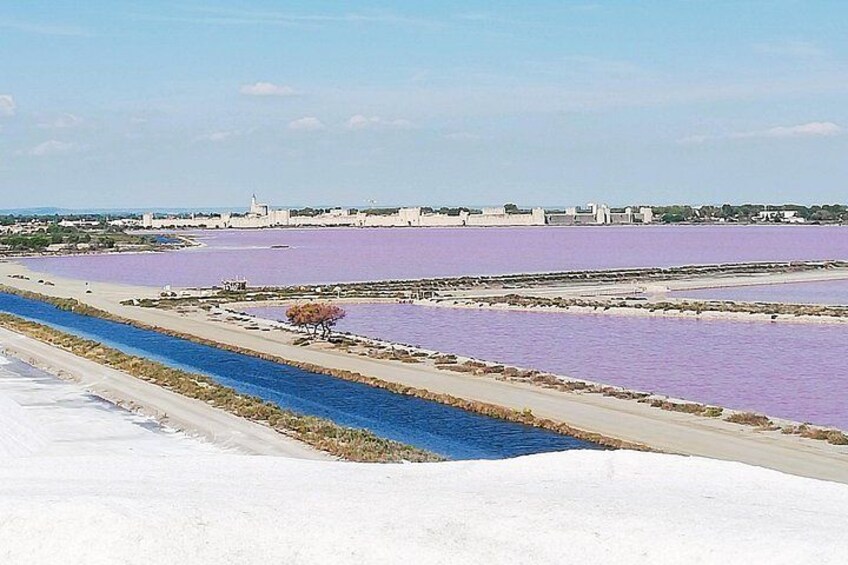 Camargue Day Trip Flamingos Wine and Dead Aquarius 2