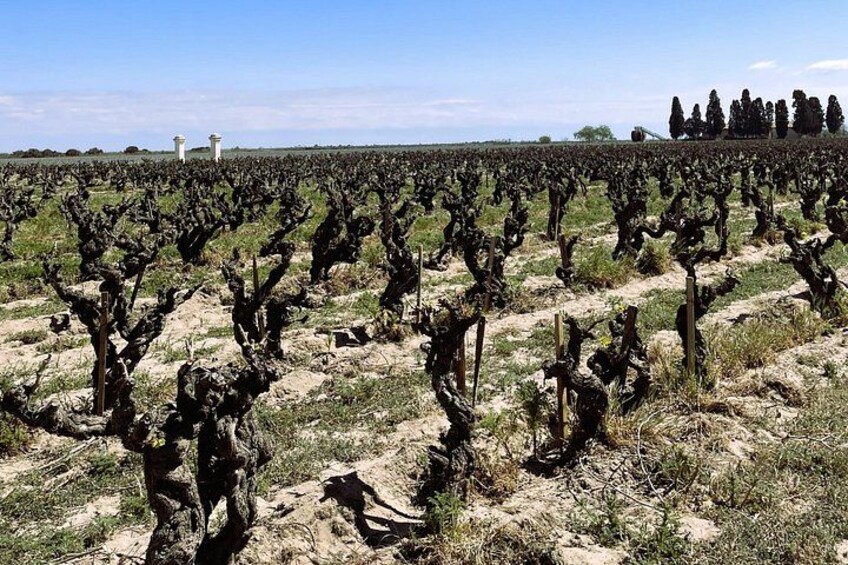 Camargue Day Trip Flamingos Wine and Dead Aquarius 2