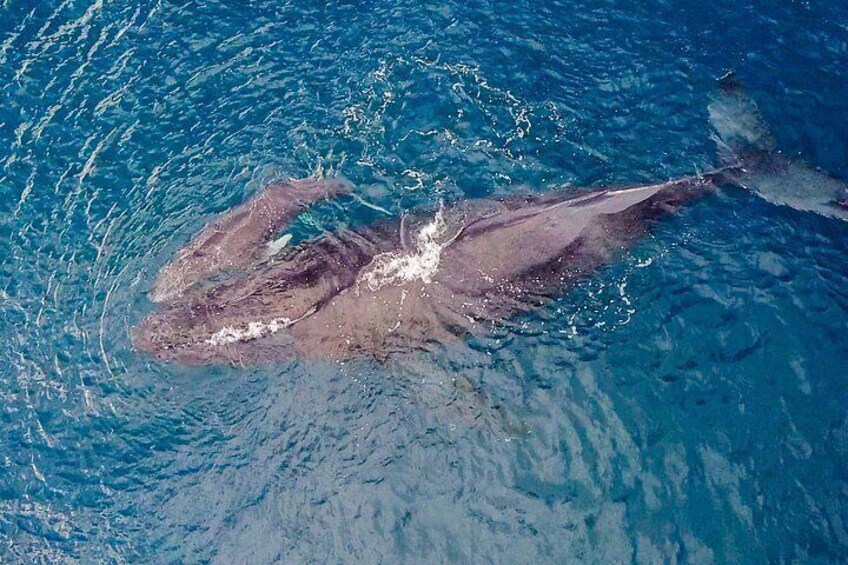A shark swimming in clear blue water. 4