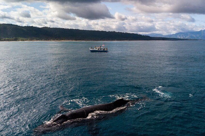 A whale swimming in the ocean with a boat in the distance. 2