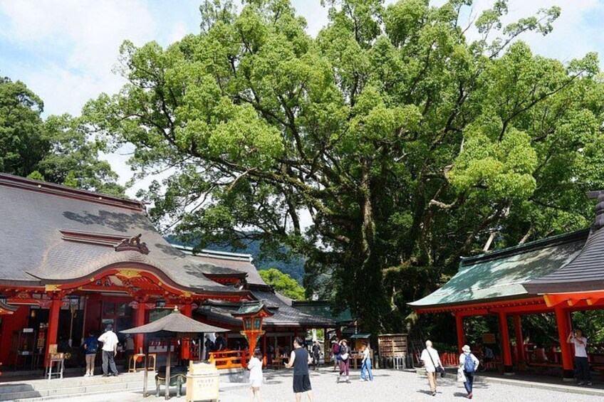 A traditional Japanese temple with large trees, a covered walkway, and people walking around. 4