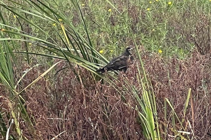 Ein Vogel sitzt auf einer Pflanze in einer natürlichen Umgebung. 3