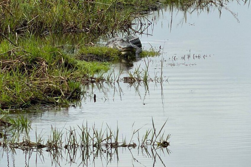 A crocodile in a shallow water body with grass and reeds around. 3
