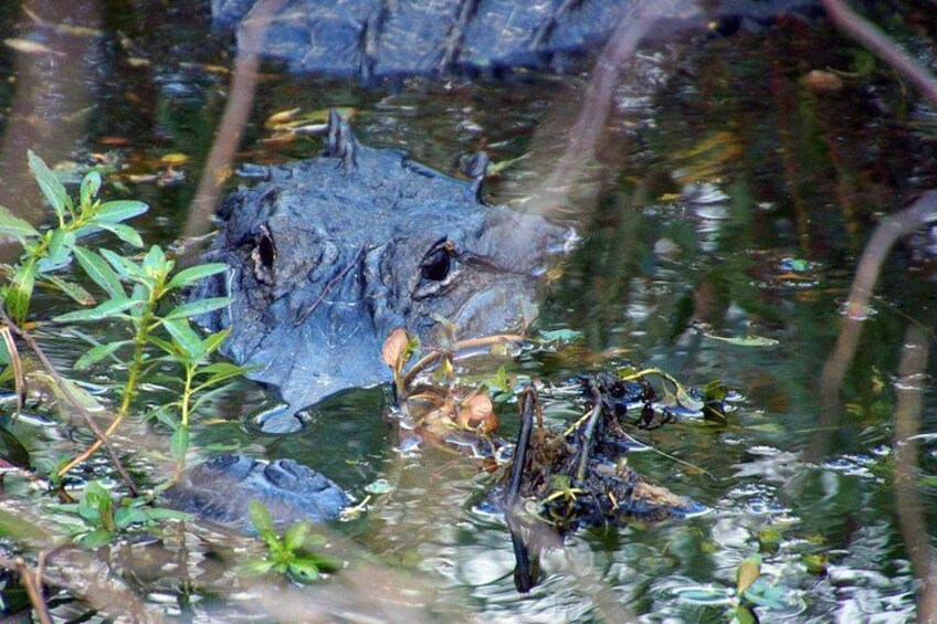 Ein Krokodil, teilweise im Wasser versunken, umgeben von Vegetation. 5
