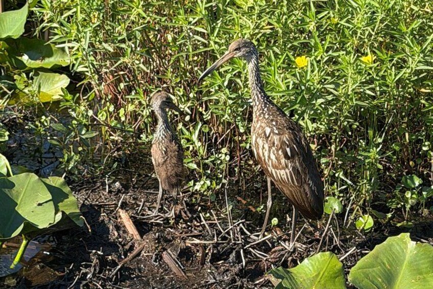 Zwei Vögel stehen im grünen Pflanzenbewuchs. 2