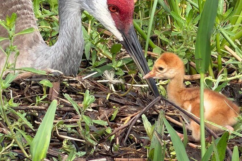 A bird with a red beak and a chick in a nest among green vegetation. 2