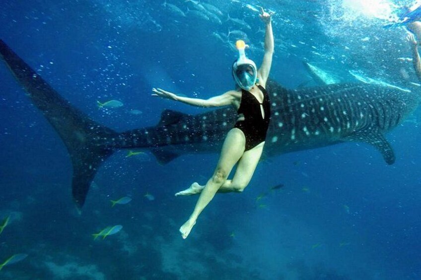 A person scuba diving with a whale shark in the background. 4