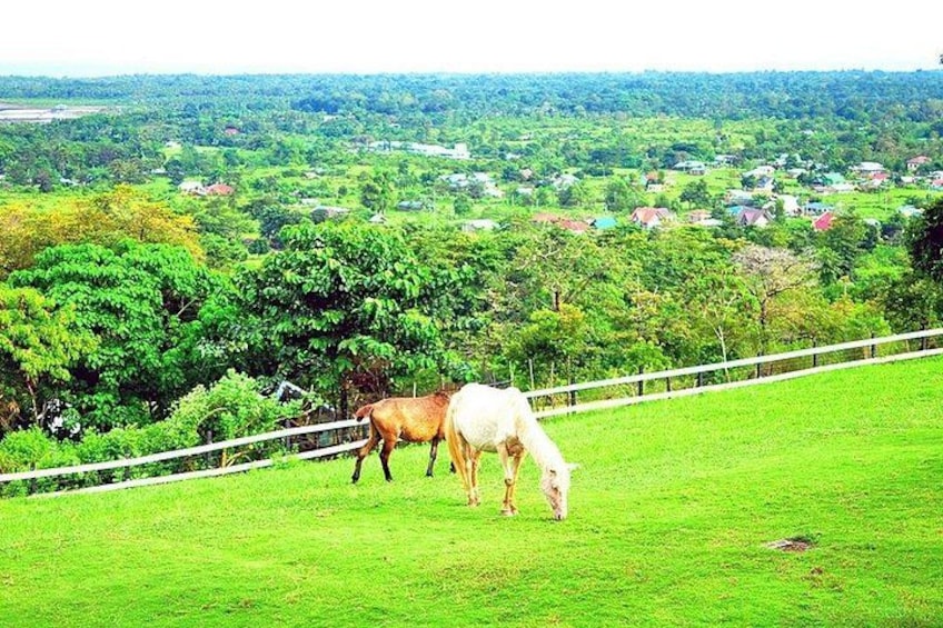 A green field with two horses grazing, surrounded by trees and houses in the distance. 2