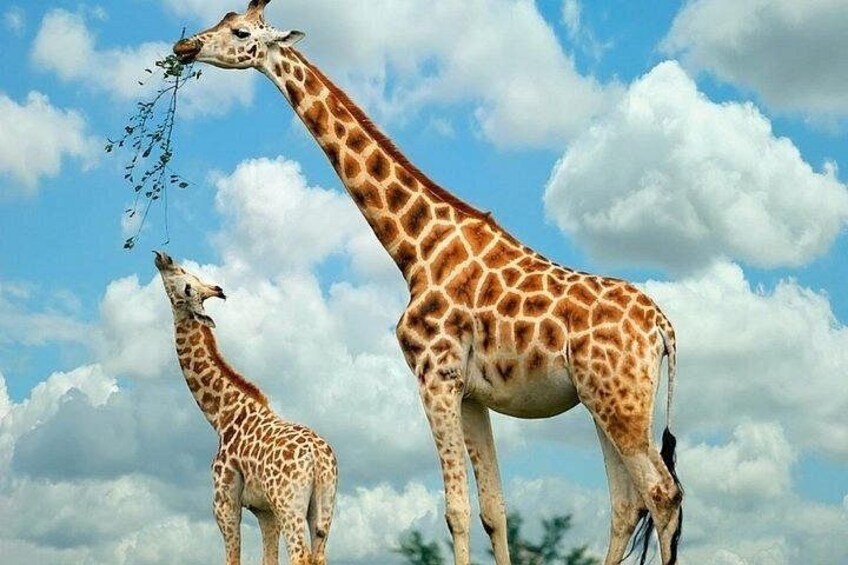 Seeing Beyond Reality Museum of Illusions and Giraffe centre 4