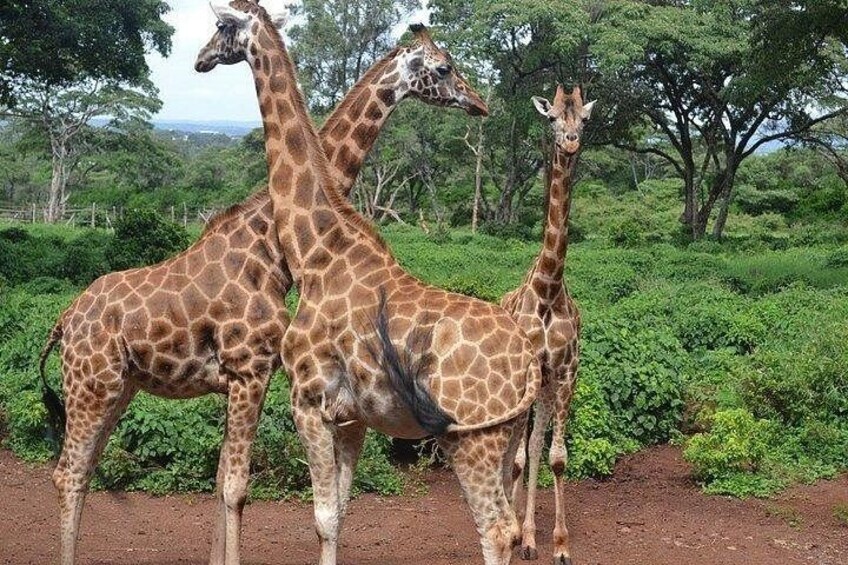 Seeing Beyond Reality Museum of Illusions and Giraffe centre 2