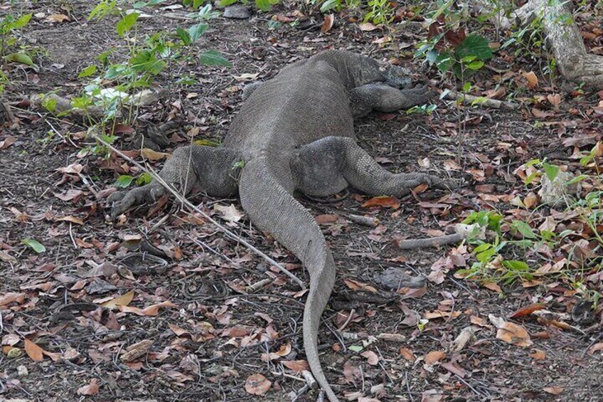 A large, grey, sloth-like creature lying on the forest floor among dry leaves and twigs. 1