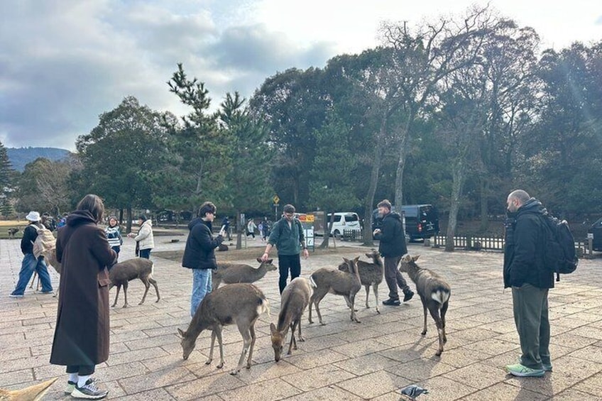 Nara Deer, Great Buddha & Traditional Mochi Experience 2