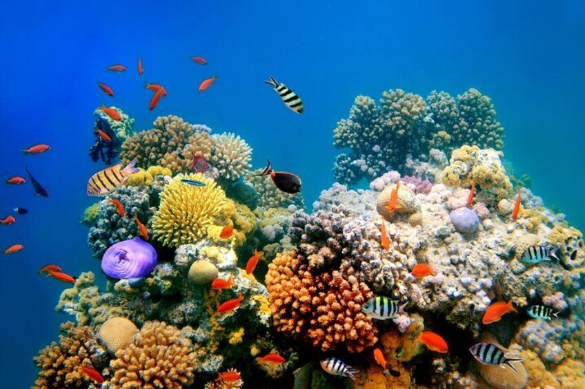 From Sharm:Dahab & Colored Canyon Jeep Safari, Snorkeling & Lunch 5