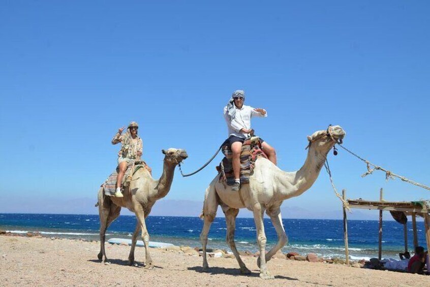 Two camels on a beach with a clear sky and the sea in the background. 2