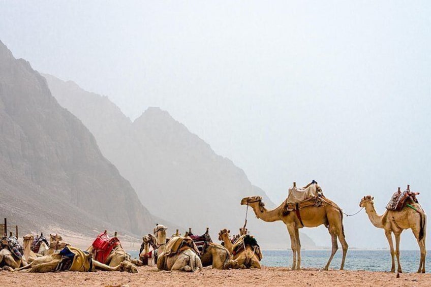 From Sharm:Dahab & Colored Canyon Jeep Safari, Snorkeling & Lunch 4