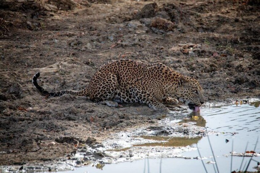 Yala National Park private Jeep Safari Full Day 7hr or 4hr Safari 4