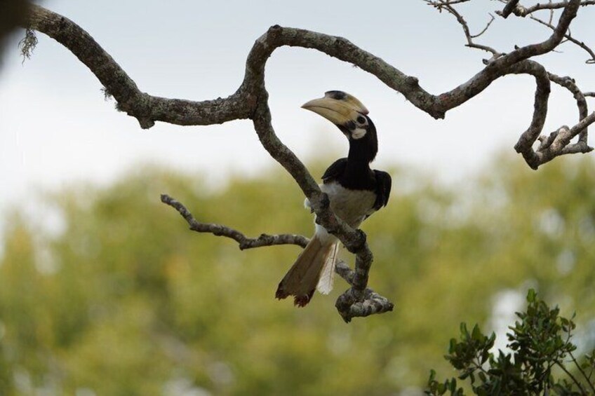 Yala National Park private Jeep Safari Full Day 7hr or 4hr Safari 3