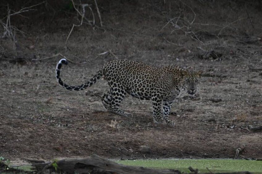 Yala National Park private Jeep Safari Full Day 7hr or 4hr Safari 1
