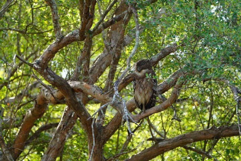 Yala National Park private Jeep Safari Full Day 7hr or 4hr Safari 5