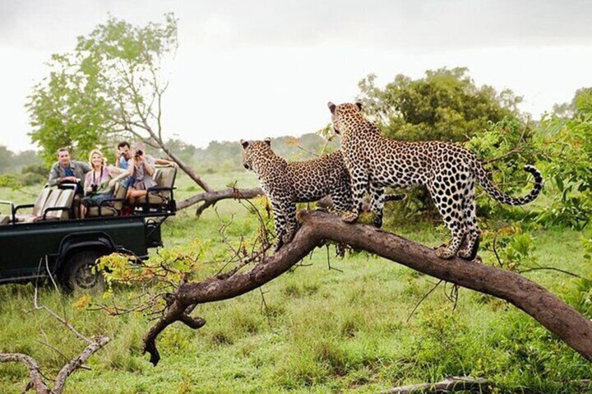 Een safarivoertuig met mensen die luipaarden in een boom observeren. 3