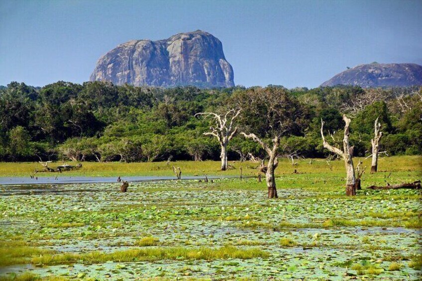 Een landschap met een grote rotsformatie, een moeras met waterlelies en kale bomen. 5