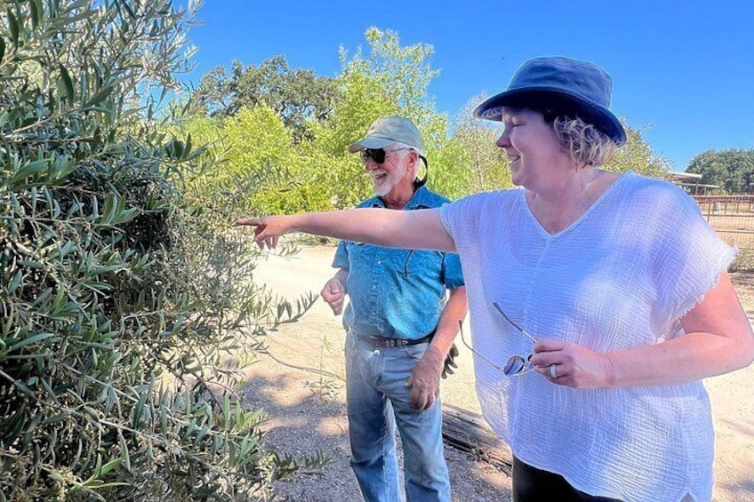 Looking for a ripe olive 4