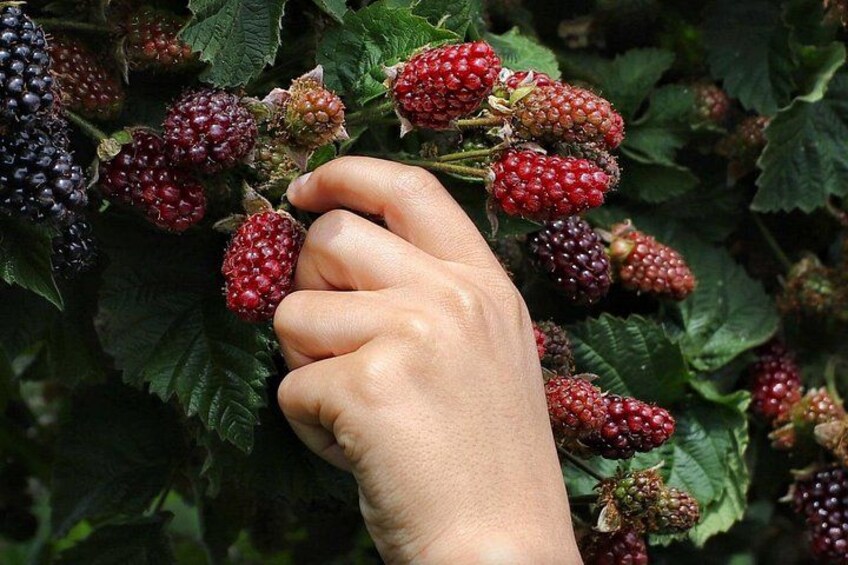 A hand holding ripe blackberries among green leaves. 4