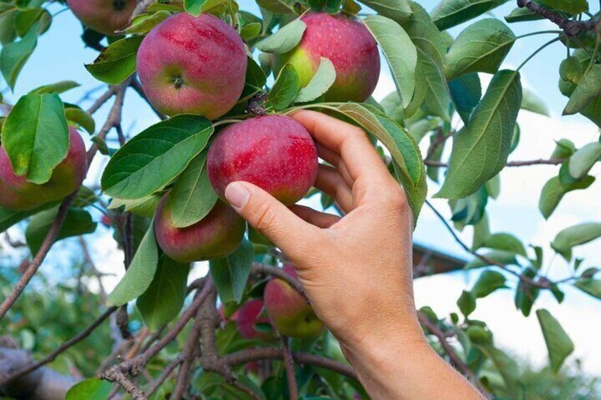A hand picking a red apple from a tree. 5