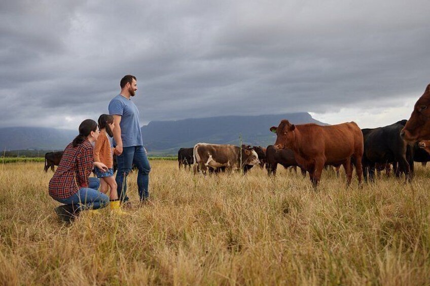 A family with a cow herd in a grassy field with mountains in the background. 1