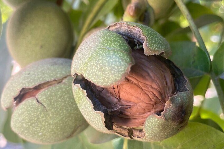 A cluster of green, unripe fruits with a cracked, brown interior. 4