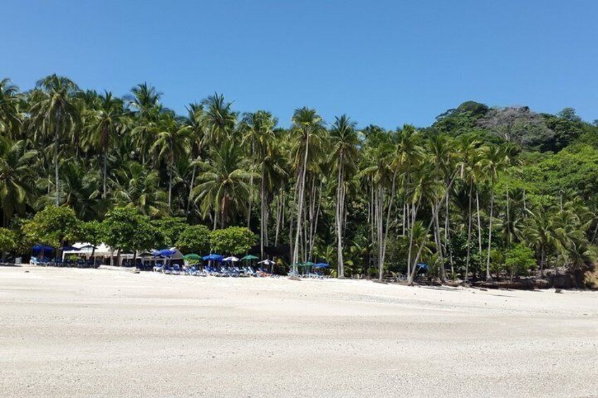 A beach with palm trees and beach umbrellas. 1