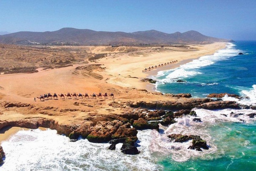 A coastal landscape with a beach, rocky shoreline, and a group of camels. 3