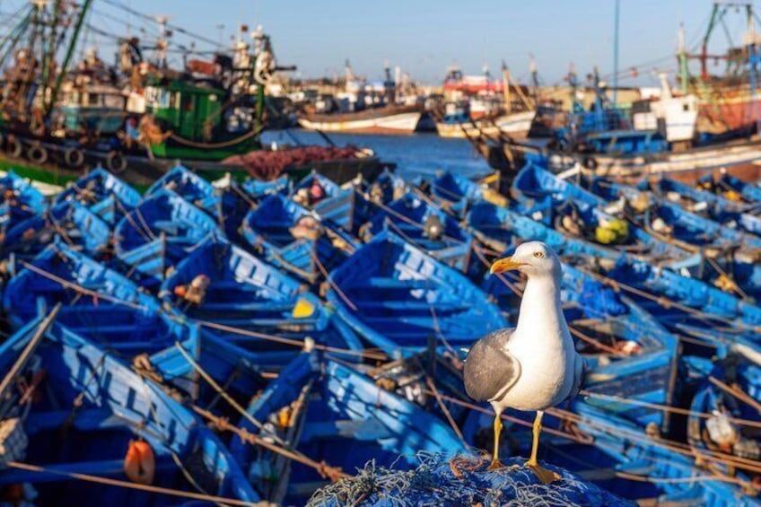 A seagull standing on a pile of nets near a harbor filled with blue boats. 1