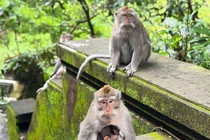 Monkeys on a stone ledge with greenery in the background. 2