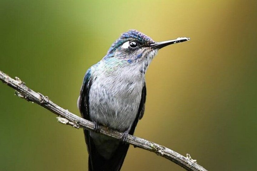 Un oiseau était perché sur une branche. 2