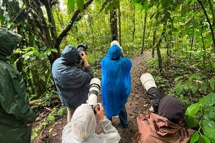 Des personnes en imperméables prennent des photos dans une forêt. 1