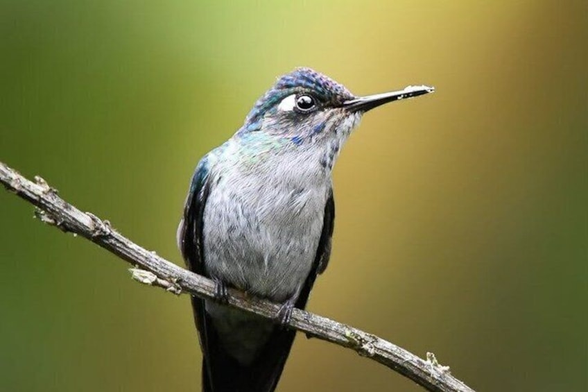 Birding and Photography Tour 5