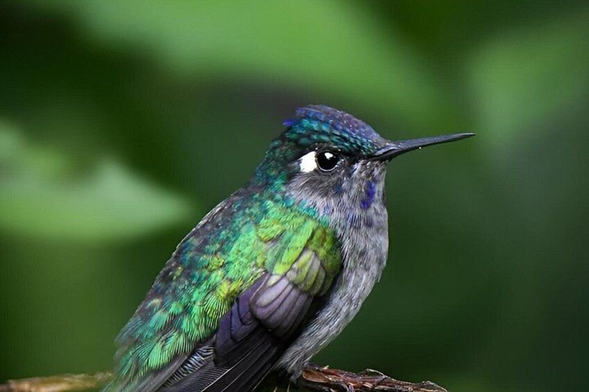 Un colibri était perché sur une branche, avec un arrière-plan verdâtre flou. 3