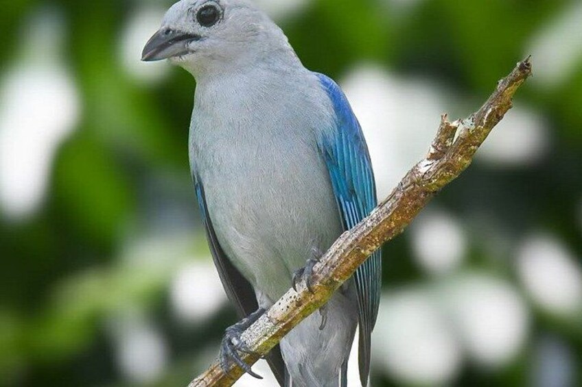Un oiseau était perché sur une branche. 5