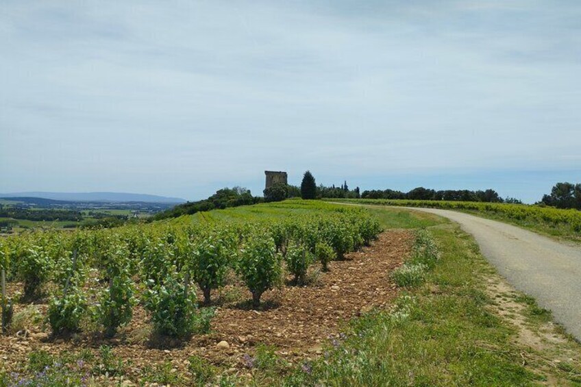 A vineyard with rows of grapevines, a dirt path, and a stone structure in the distance. 1