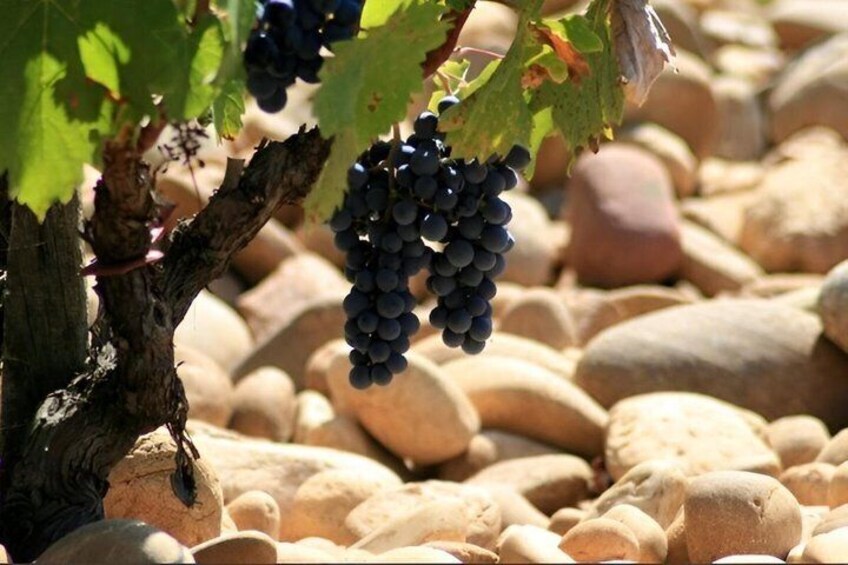 A vineyard with grapevines and clusters of dark grapes. 3
