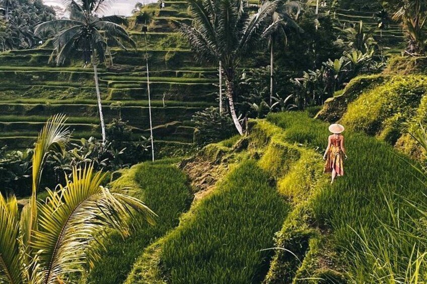 Ubud Monkey Forest, Tegalalang Rice Terrace & Tirta Empul Temple 4