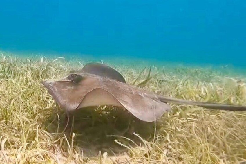 Southern sting ray 2