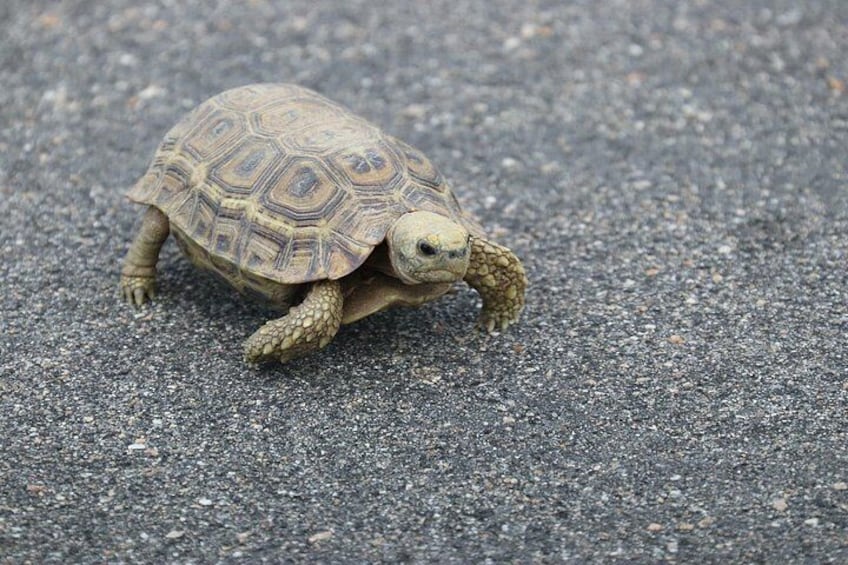Tortoise 5
