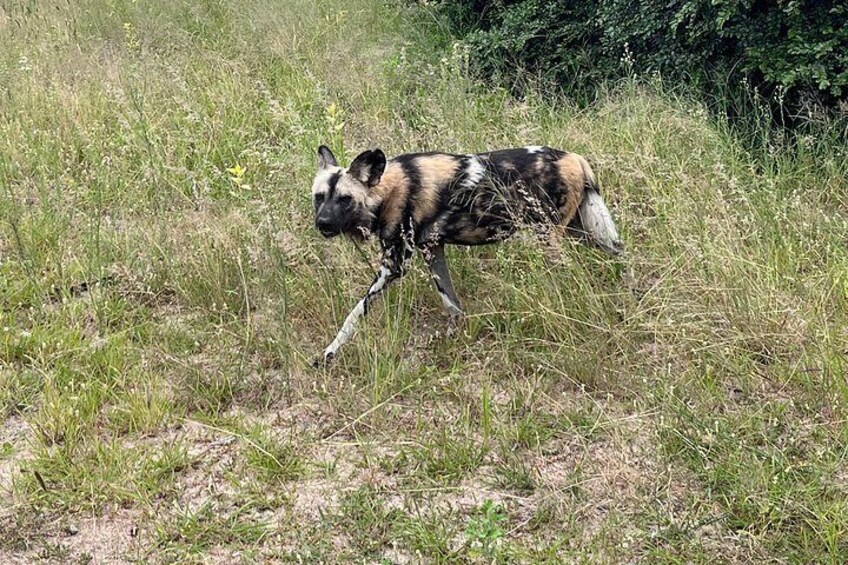 Wild Dog 3