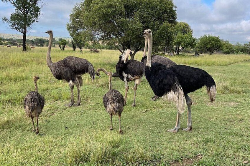 Ostriches with young ones 4