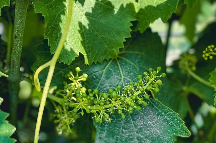 A close-up of a plant with green leaves and clusters of small green berries. 3