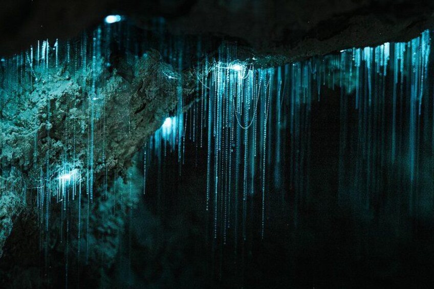 Close up of glowworms 1